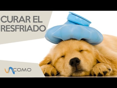 Cómo curar el