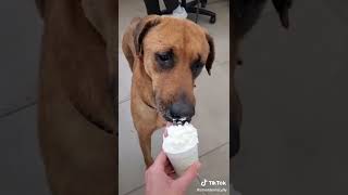 Meet Commander A Mixed Breed Large Over 44 Lbs Fully Grown Currently Available For Adoption 427