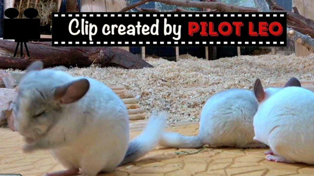 Chinchilla Grooming Himself YouTube