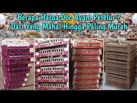 Harga Anak Ayam Daging 2025