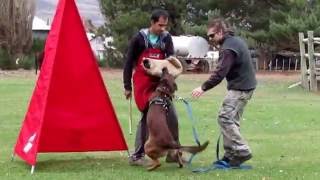 DRAKO -FIRST SESSION BARK AND HOLD -3RD ATTEMPT