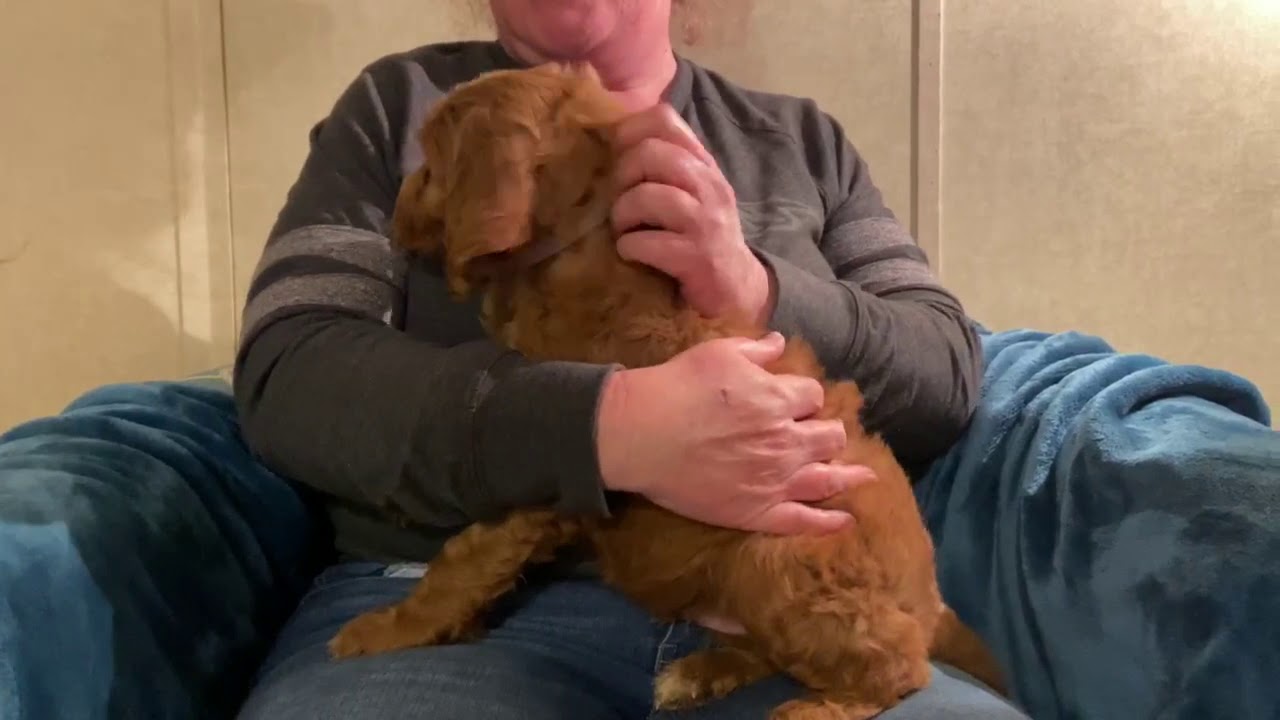 Oak Hill Farm Doodles Irish Doodles Carla 32020 Boy Silver YouTube