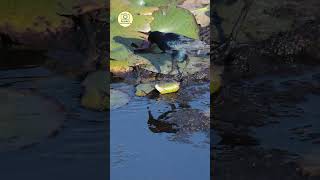 NATURE MOMENTS