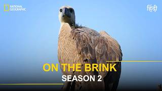 On The Brink Season 2 | Episode 9 | Saving Vultures Before It’s Too Late | National Geographic