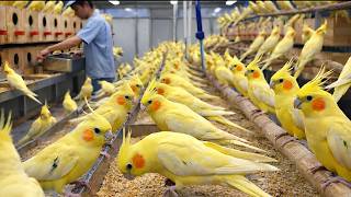 Inside a Giant Yellow Cockatiel Farm: How These Beautiful Birds Are Raised With Smart Technology