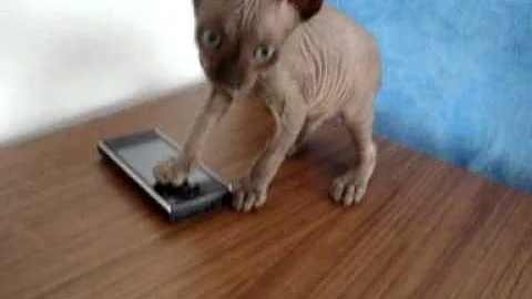 Watch the video about Sphynx marrón chocolate