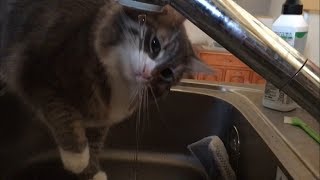 水を掴もうとする猫 ノルウェージャンフォレストキャットcat tries to grab the water.Norwegian Forest Cat.