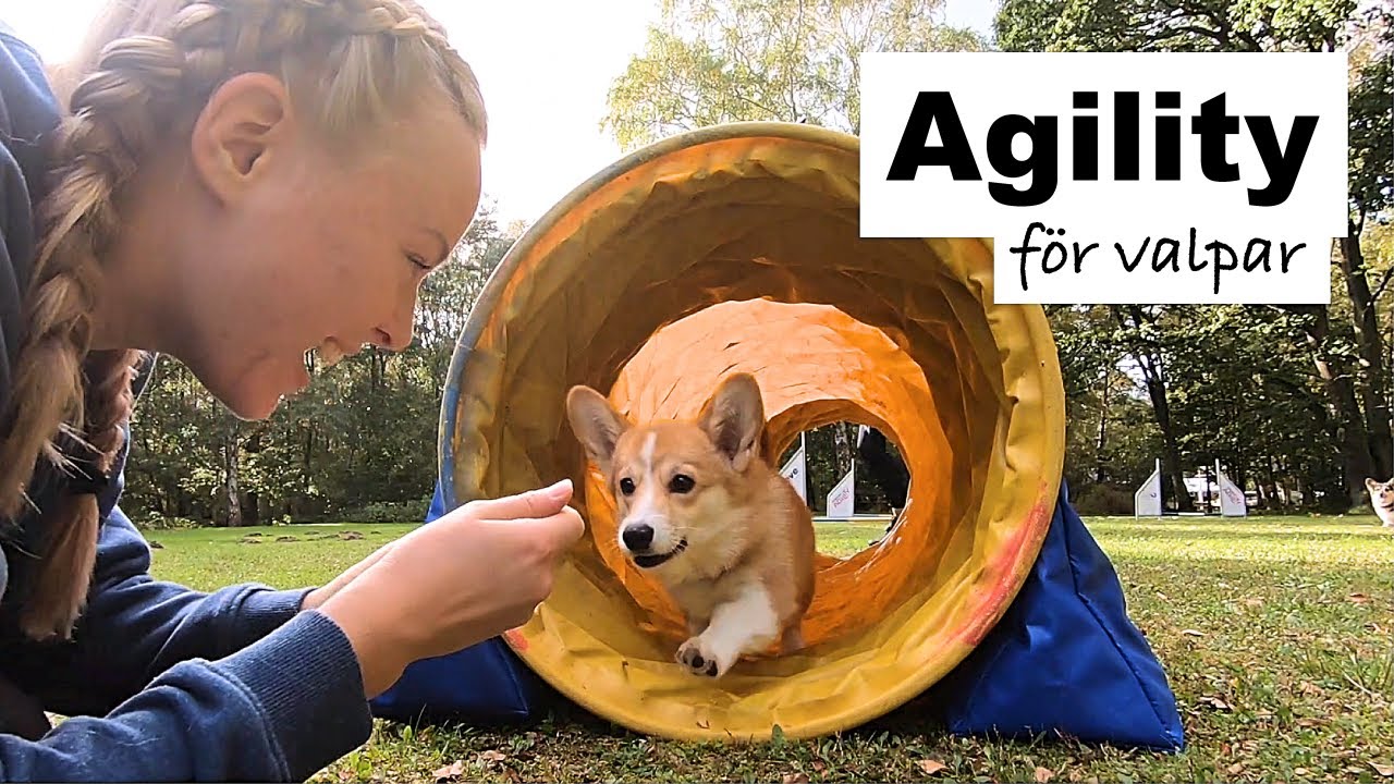 AGILITY för VALPAR