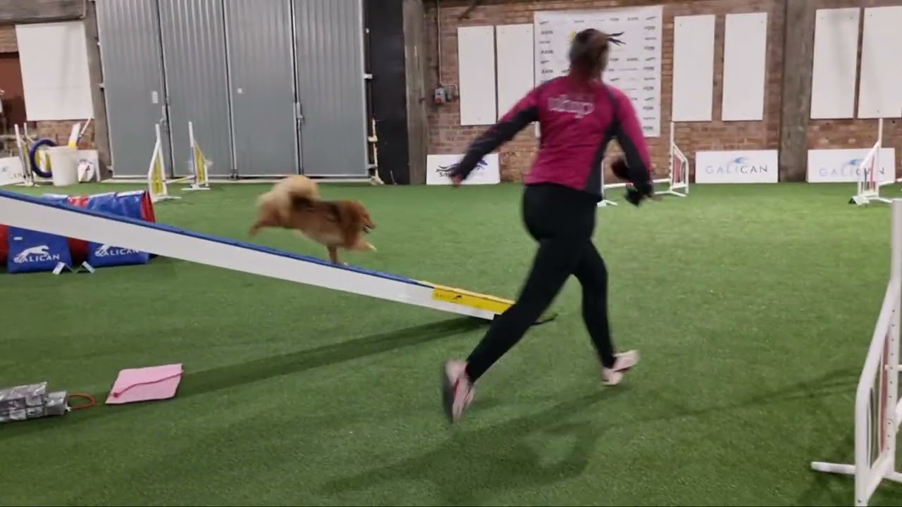 Weja agilityträning 24 februari 2026