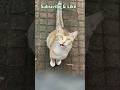 Cat 🐈 Climbs to Window !! Cat Voice Meow Meow#shorts #ytshorts #youtubeshorts #cat#pets