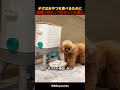 子犬が機械の前でひざまずいて祈り、おやつをもらうためだけに必死になっている。