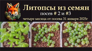 картинка: Литопсы из семян, посев №2 и №3, четыре месяца от посева