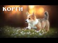 Корги: Умный пастух и верный помощник | Интересные факты про породы собак