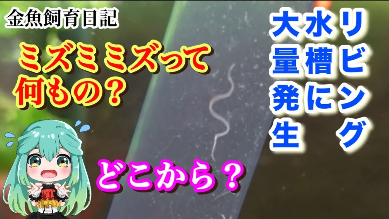 水ミミズ発生原因 _ イトミミズ 水質悪い | ミズミミズの駆除方法と水槽内での対応方法について – HDSWHS