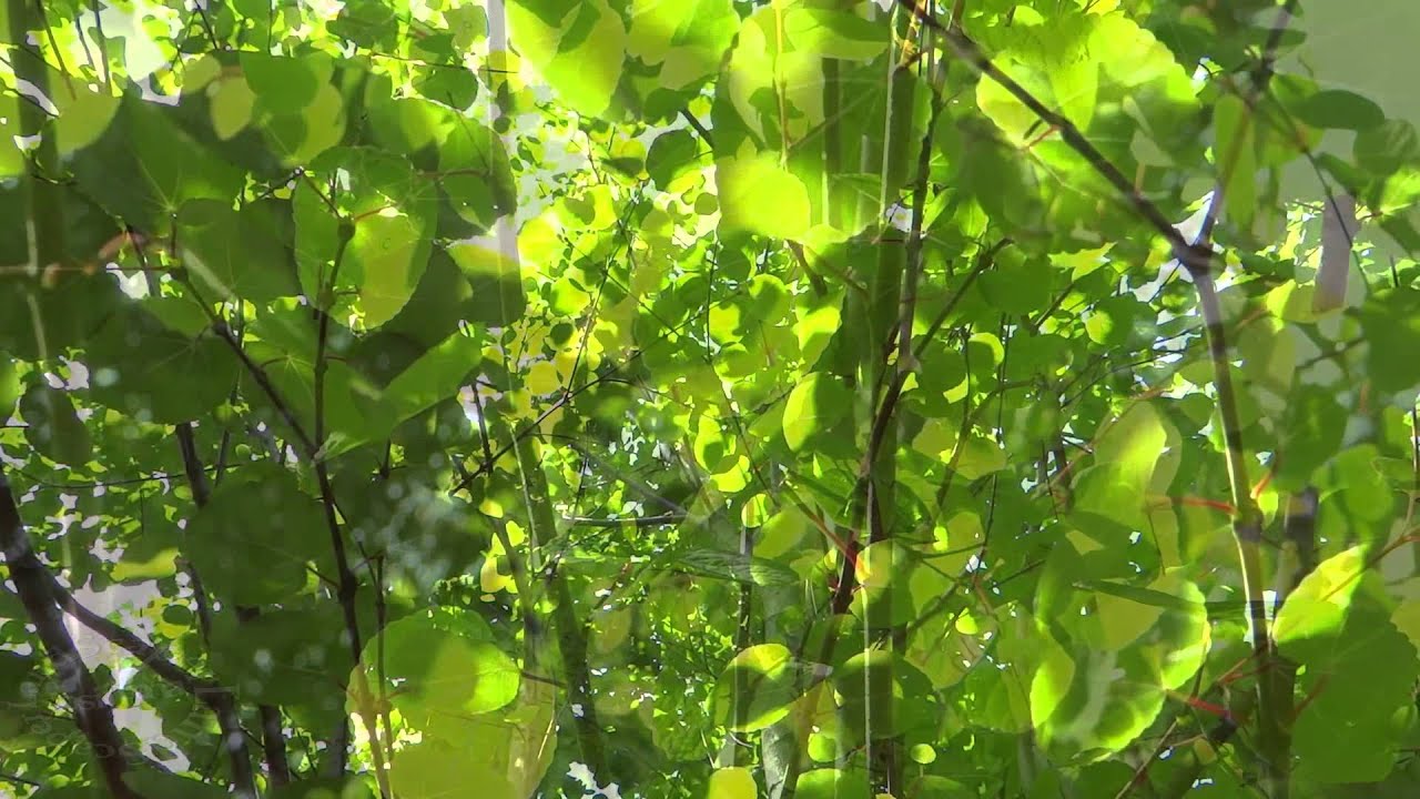 自然樹形カツラ販売 秋元園芸