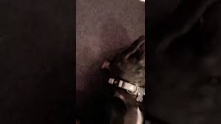 Odin The Staffie Is Living His Best Life