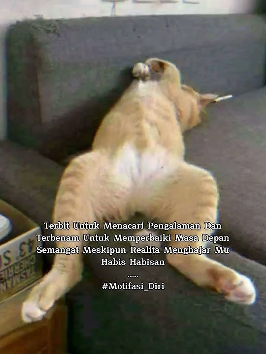 Kucing Story Wa
