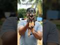 Dob male Pupp moves to new lovely home. #pets  #petshub  #happycustomer #doberman  #erodepetshop