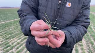 Split applying nitrogen on wheat.