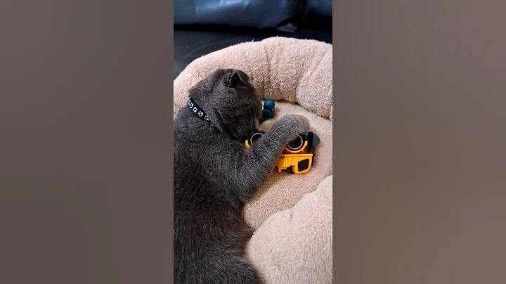 Video 11754421: scottish fold, scottishfold cat, cute cat