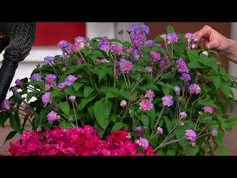 Cottage Farms 4 pc Fragrant Perennial Pollinators Live Plants on QVC