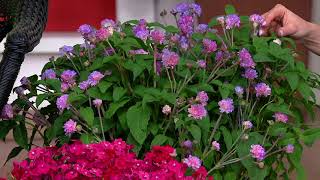 Cottage Farms 4 pc Fragrant Perennial Pollinators Live Plants on QVC screenshot 5