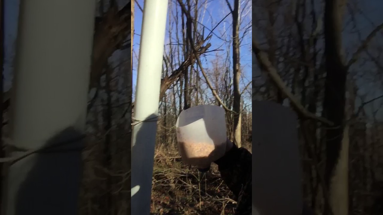 Easy Pvc Corn Feeder Youtube