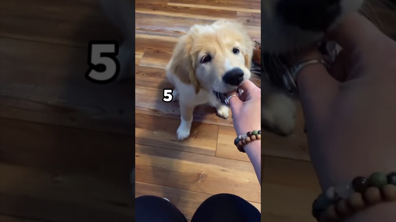 Giving Puppy Fake Treats 😂