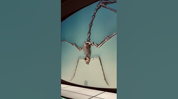 Horrific hatzegopteryx skeleton