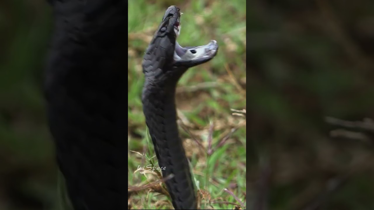La Cobra Escupidora de Mozambique  🐍 🐍