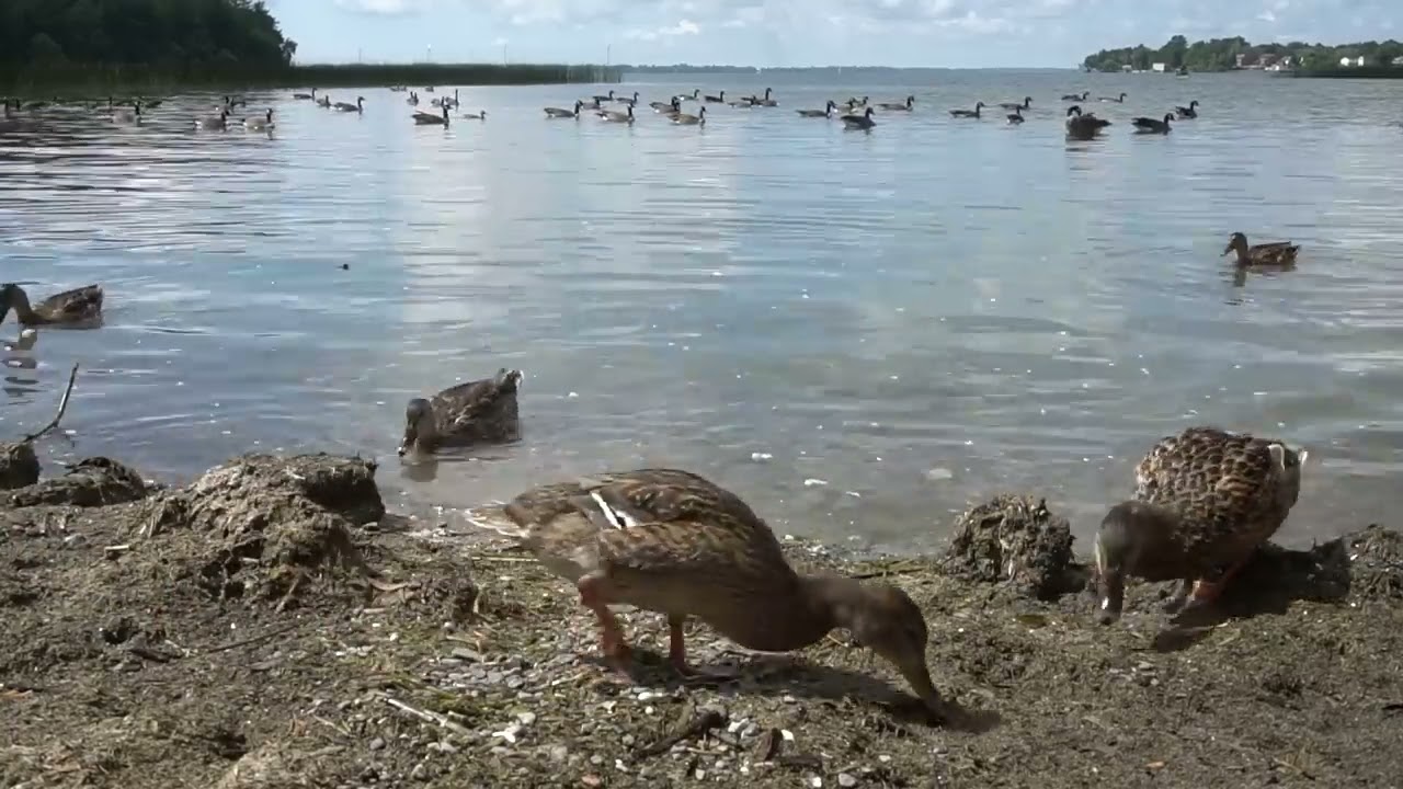 Ducks, Geese, Water Birds | RELAX YOUR PET | August 19, 2020 | 10 Hours