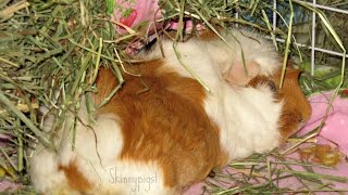 Hay: 80% Of A Guinea Pigs Diet