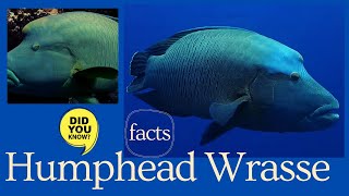 Humphead wrasse facts 🐠 Māori wrasse 🐟 Napoleon wrasse 🐠 Napoleon fish 🐠 so mei 🐟 mameng 🐠