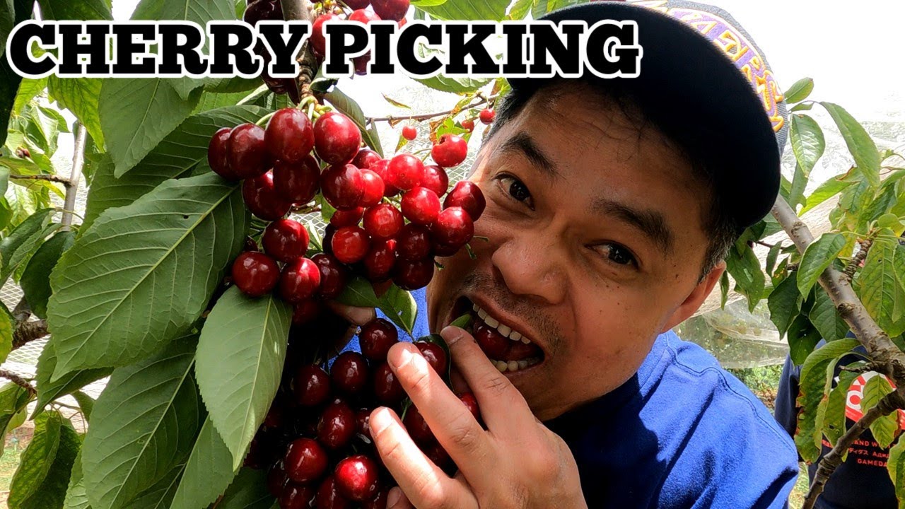 CHERRY PICKING @ BACCHUS MARSH | THE ADVENTURES OF KEPWING
