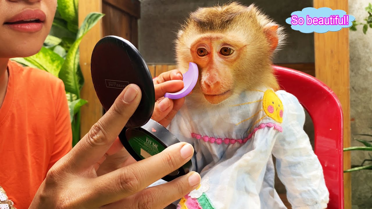 Monkey Lyly enjoys being made up by her mother and becomes beautiful.