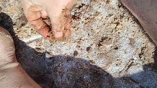 Hourglass selenite crystal digging in salt plains Oklahoma.