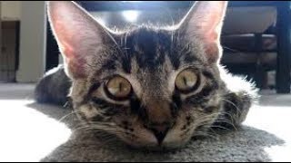 Самые смешные приколы с котами - подборка смешных котов - greenli Самые смешные приколы с котами - подборка смешных котов - greenli