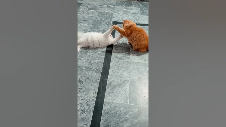Video 9093361: cute persian cat fighting, persian cat stray, persian cat sound cute, cat kisses