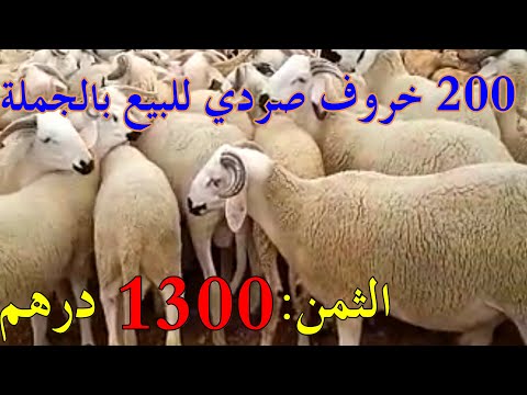 200 خروف صردي للبيع بالجملة عند نور الدين بني مسكين بثمن مناسب 1300 درهم