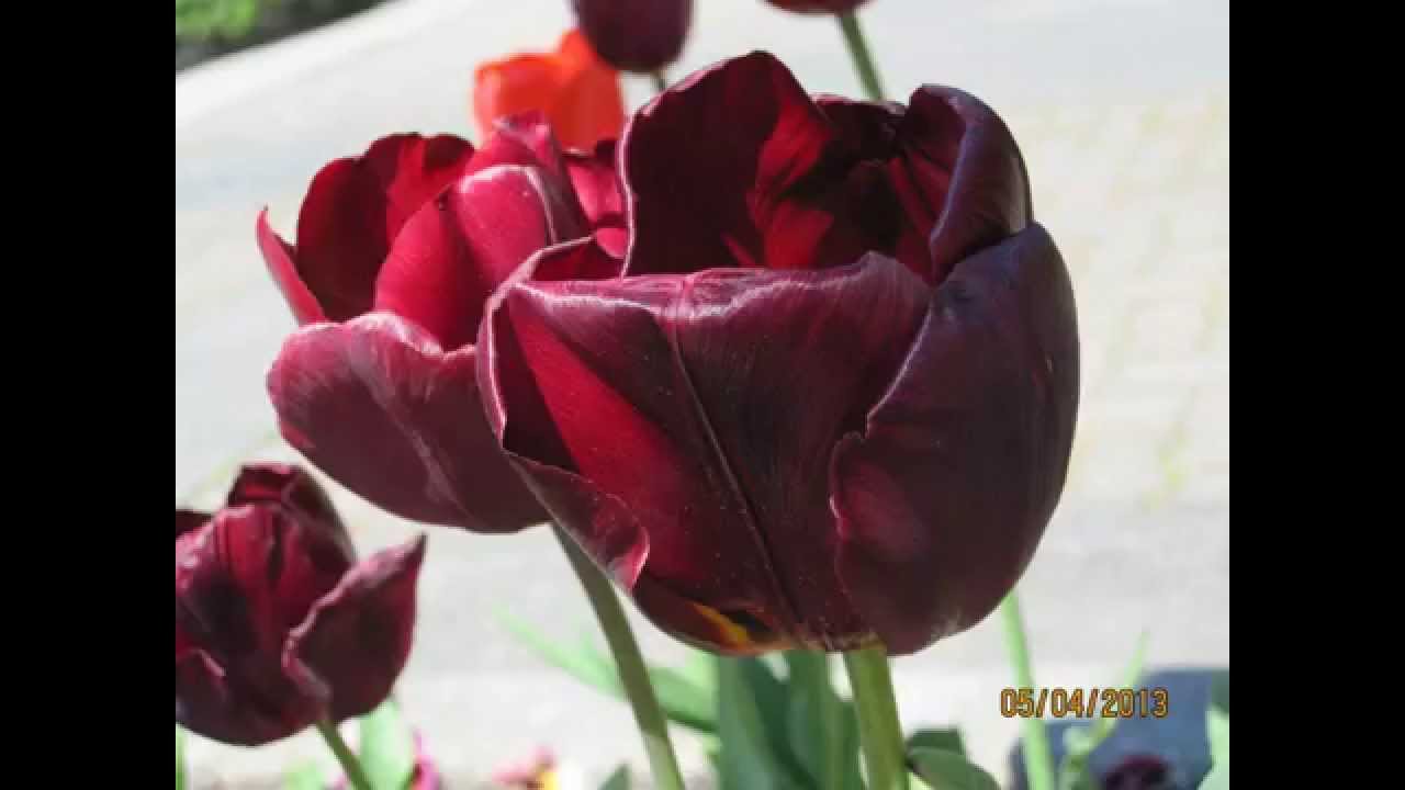 BLACK TULIPS