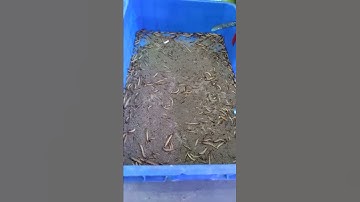 Thế giới côn trùng