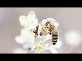 4K 🐝 TV Art Screensaver | Framed TV Art | Art Painting - Yaffa Gallery