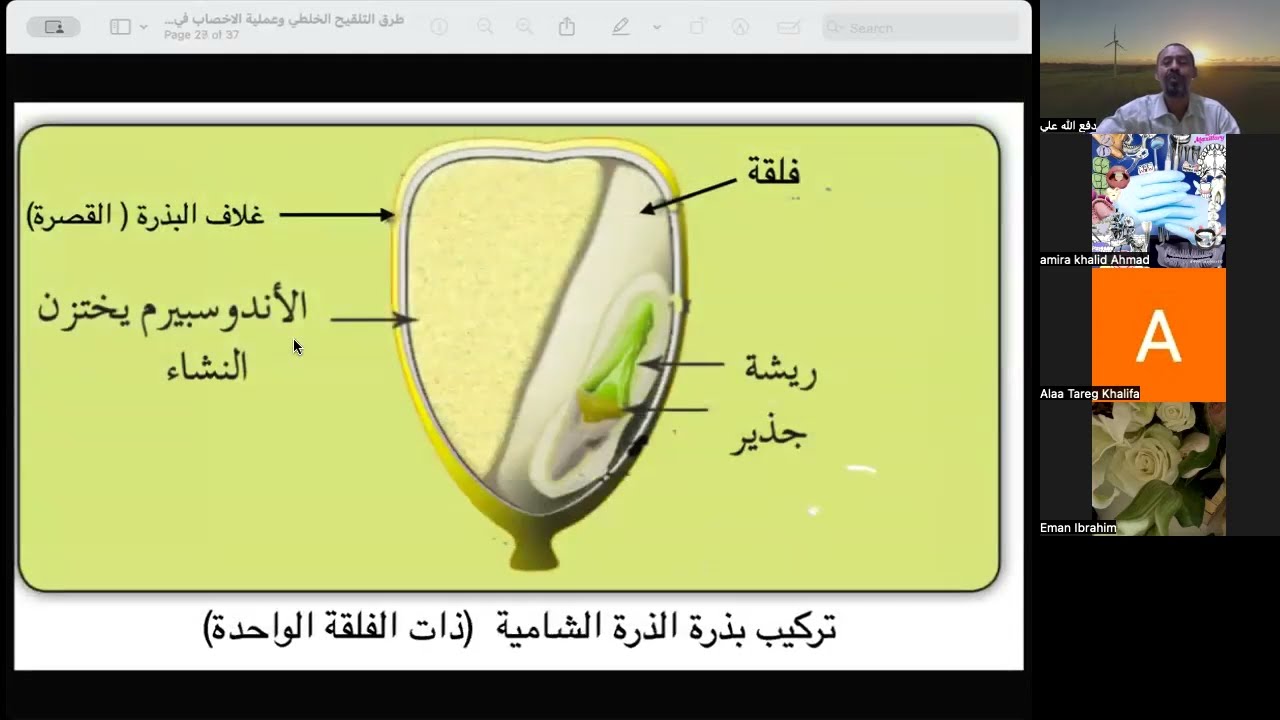 خطوات عملية الاخصاب في النباتات الزهرية | حصص الشهادة السودانية