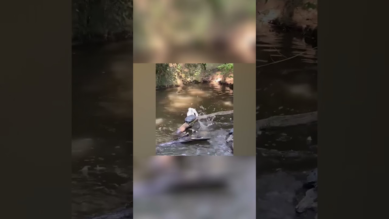 Epic Tag Game: Friends Take Pranking to New Heights