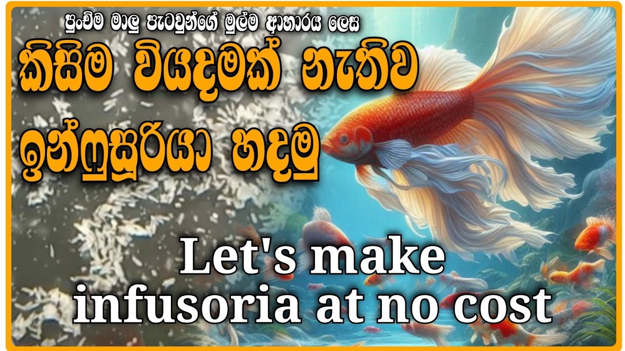 කිසිම වියදමක් නැතුව ඉන්ෆුසූරියා හදමු  #sinhala  #srilanka #fishfood @myfishfeed