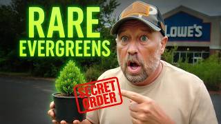 Download Lagu Mag ik bij Lowe’s zeldzame Evergreens bestellen? MP3 Download Lagu Mag ik bij Lowe’s zeldzame Evergreens bestellen? MP3