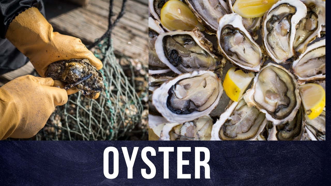 Why Oysters Are So Expensive Oyster Farming Mouth Watering YouTube
