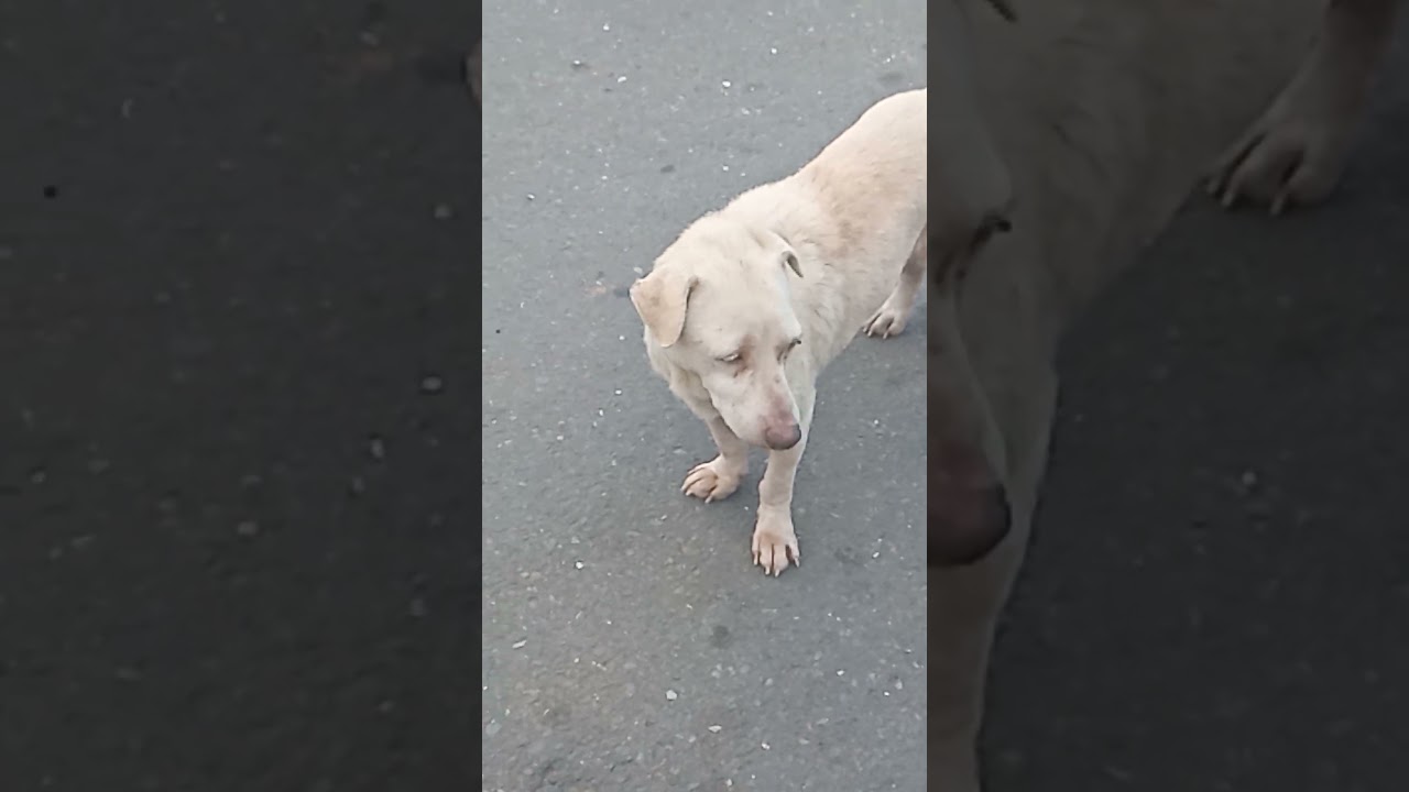 He has so many Flicks all over his Body 