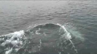 Bottlenose Dolphins At Ardmore