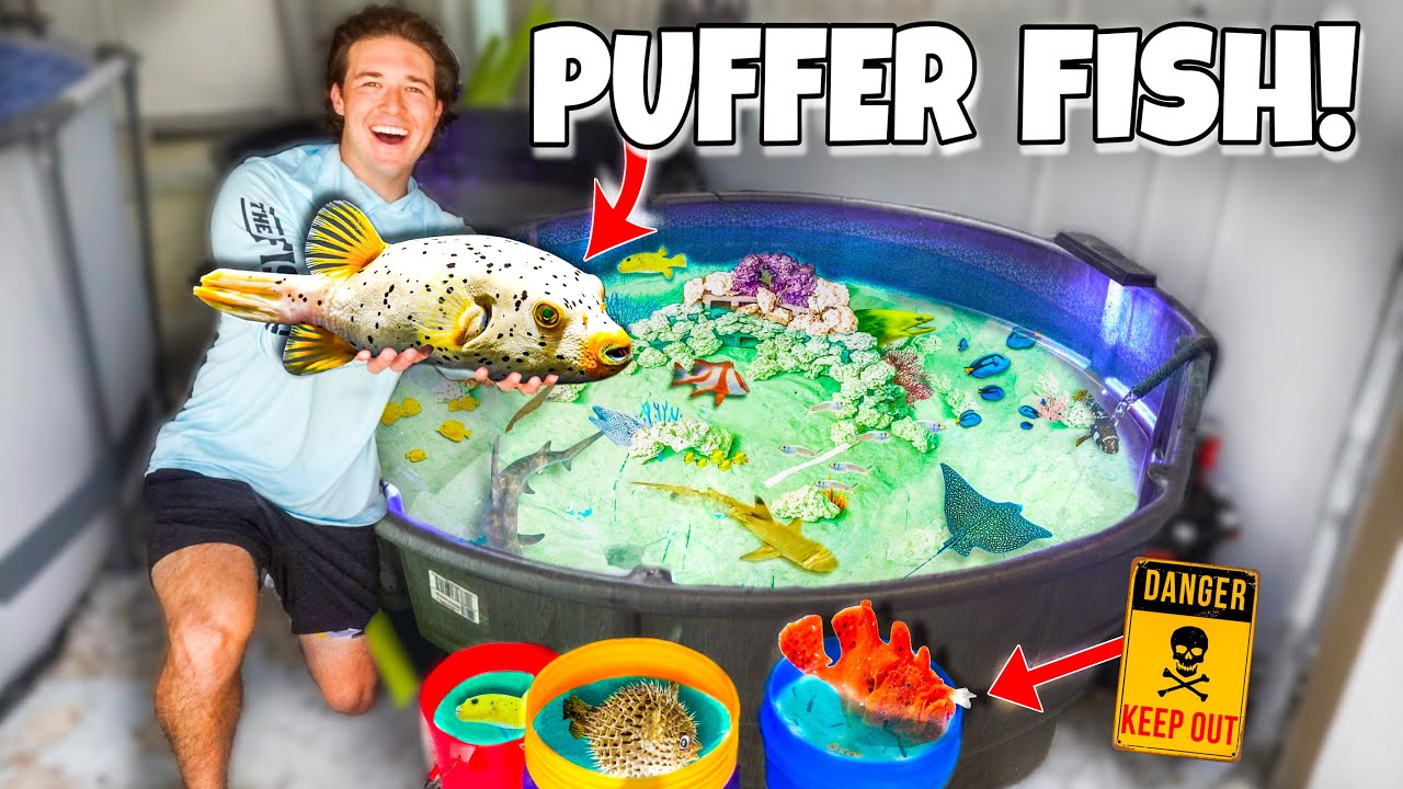 FINALLY Buying PUFFER FISH For My SALTWATER AQUARIUM! YouTube